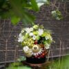 Giỏ trái cây tặng sếp